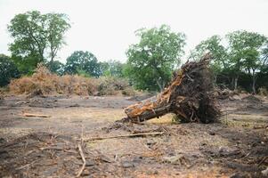 Deforestation of forest nature. Deforestation of forest trees. Nature forest, branches and trees. photo