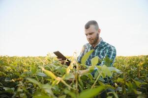 Young agronomist holds tablet touch pad computer in the soy field and examining crops before harvesting. Agribusiness concept. agricultural engineer standing in a soy field with a tablet in summer. photo