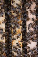 Frames of a beehive. Close up view of the opened hive body showing the frames populated by honey bees photo