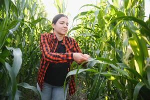 Agronomist farmer woman in corn field. female farm worker analyzing crop development. photo