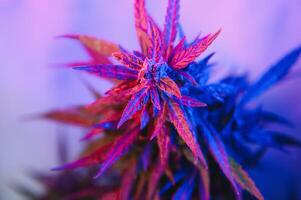 Marijuana medicinal plant in light pastel colors. A hemp bush with a creamy pink purple light and a blue-green tint. Fresh new look art style of alternative medicinal marijuanna in fluorescent light. photo