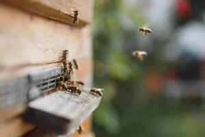 Close up of flying bees. Wooden beehive and bees. photo