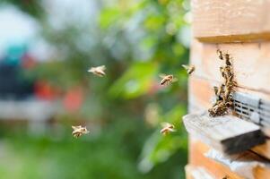 A lot of bees returning to bee hive and entering beehive with collected floral nectar and flower pollen. Swarm of bees collecting nectar from flowers. Healthy organic farm honey. photo