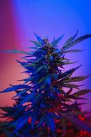 Cannabis Marijuana plant in Vaporwave deep purple neon style. Medical plant of Cannabis or Hemp with flowering buds and ultraviolet light. Blooming vegetative bush with crystal trichomes photo