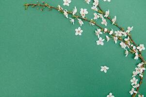 Spring background table. May flowers and April floral nature on green. For banner, branches of blossoming cherry against background. Dreamy romantic image, landscape panorama, copy space photo