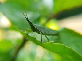 verde saltamontes en un hoja con un borroso antecedentes foto