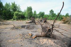 Deforestation concept. Stump of tree after cutting forest. photo