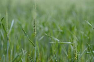 green wheat field and sunny day photo