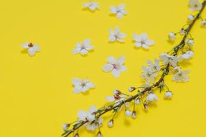 Spring background table. May flowers and April floral nature on green. For banner, branches of blossoming cherry against background. Dreamy romantic image, landscape panorama, copy space photo