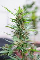 cannabis, marijuana plant. growing marijuana at home for medical purposes photo