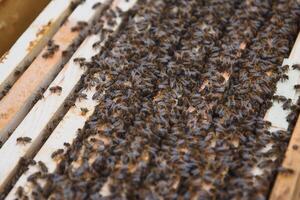 Frames of a beehive. Close up view of the opened hive body showing the frames populated by honey bees photo