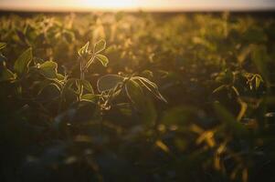 Closeup of green plants of soybean on field photo