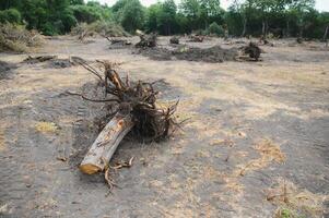 Deforestation environmental problem, rain forest destroyed for oil palm plantations photo