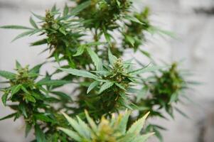 Background Canopy of Budding Indoor Marijuana Plants. photo