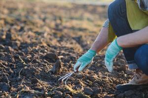 Farmer working in corn field with copy space photo