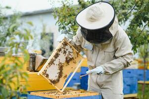 Beekeeping, beekeeper at work, bees in flight. photo