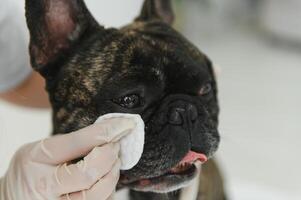 French Bulldog in a veterinary clinic. Veterinary medicine concept. photo