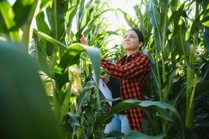 Agronomist farmer woman in corn field. female farm worker analyzing crop development. photo