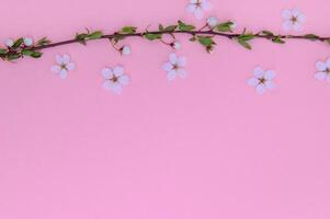 Spring background table. May flowers and April floral nature on green. For banner, branches of blossoming cherry against background. Dreamy romantic image, landscape panorama, copy space photo