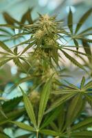 marijuana hojas, canabis, hermosa fondo, interior cultivo. foto