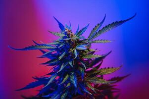 Marijuana medicinal plant in light pastel colors. A hemp bush with a creamy pink purple light and a blue-green tint. Fresh new look art style of alternative medicinal marijuanna in fluorescent light. photo