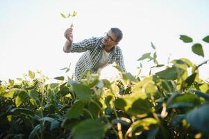 Young farmer in soybean fields photo