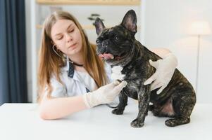 Female Vet Examining French Bulldog With Stethoscope. photo