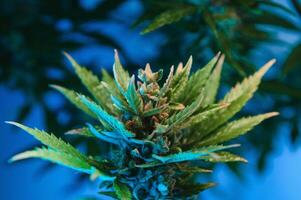 flor brote de canabis satival en el invernadero, marijuana flor brote fondo, herbario medicina foto
