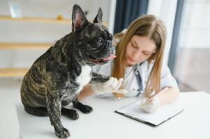 Veterinarian doctor with French bulldog at vet ambulance. photo