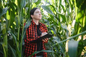 Agronomist farmer woman in corn field. female farm worker analyzing crop development. photo