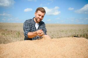 Satisfied young farmer standing on trailer in field and checking harvested wheat grains after harvest. photo