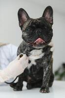 veterinario por escuchando a un francés buldog perro en su clínica foto