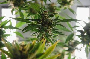 marijuana bud closeup , marihuana macro photo