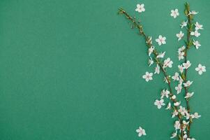 Apricot blossom spring background. Porizontal banner. photo