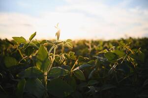 Close up of soybean plant in cultivated agricultural field, agriculture and crop protection photo