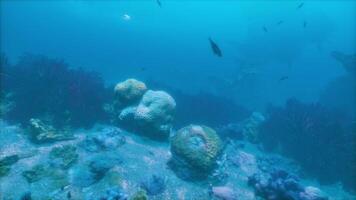 un' gruppo di pesce nuoto al di sopra di un' corallo scogliera video