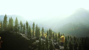 un lozano bosque encima un majestuoso montaña video