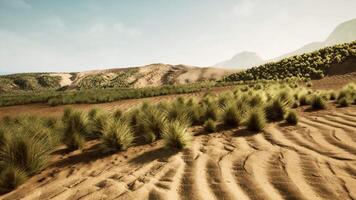 A peaceful desert landscape with lush grass and majestic mountains video