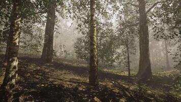 une forêt rempli avec beaucoup de des arbres couvert dans brouillard video