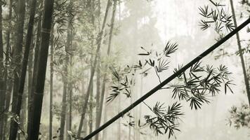 A serene bamboo grove covered in fog video