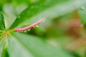 Rain falls on green leaves photo