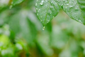 lluvia caídas en verde hojas foto