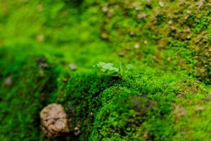 Close up of moss texture in rainforest photo