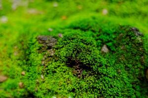 cerca arriba de musgo textura en selva foto