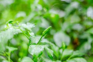 Rain falls on green chili leaves photo