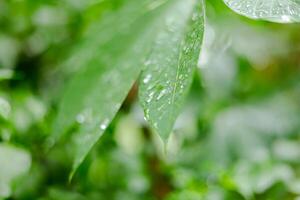 lluvia caídas en verde hojas foto