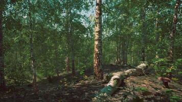 een sereen en majestueus berk Woud met torenhoog bomen video