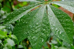 Rain falls on green leaves photo