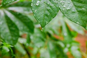 Rain falls on green leaves photo