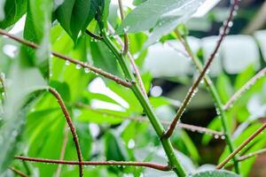 Rain falls on green leaves photo